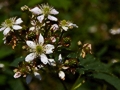Rubus fruticosus IMG_0233 Jeżyna